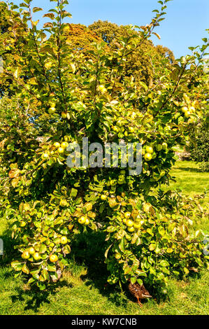 Una forte luce del sole autunnale mette in evidenza un'abbondanza di maturazione mele rivelato da tinte cangianti del fogliame in un frutteto all'interno di un giardino murato Foto Stock