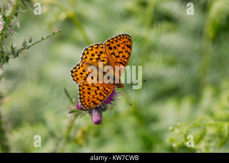 Verde scuro Fritillary Butterfly; Argynnis aglaja singolo fiore in Cumbria, Regno Unito Foto Stock