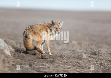 Il Coyote di intrappolamento in North Dakota Foto Stock