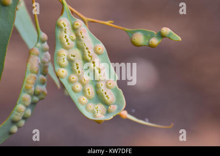 Galli (Cecidia) su foglie di Mallee (eucalipto spp.). Entwood Santuario. Sandleton. Murraylands. Il South Australia. Australia. Foto Stock