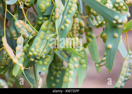 Galli (Cecidia) su foglie di Mallee (eucalipto spp.). Entwood Santuario. Sandleton. Murraylands. Il South Australia. Australia. Foto Stock