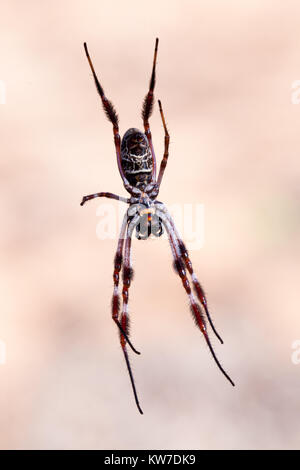 Golden Orb-Weaver Spider (Nephila edulis) sul web. Entwood Santuario. Sandleton. Murraylands. Il South Australia. Australia. Foto Stock