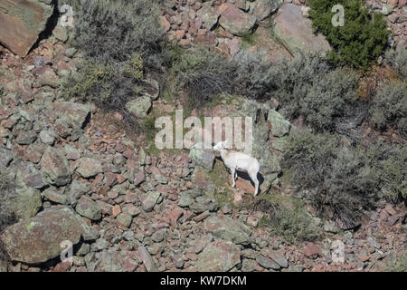 Desert Bighorn, Ovis canadensis nelsoni, agnello alimentare nei fiumi selvaggi zona di Rio Grande del Norte Monumento Nazionale vicino a Taos, Nuovo Messico, U Foto Stock