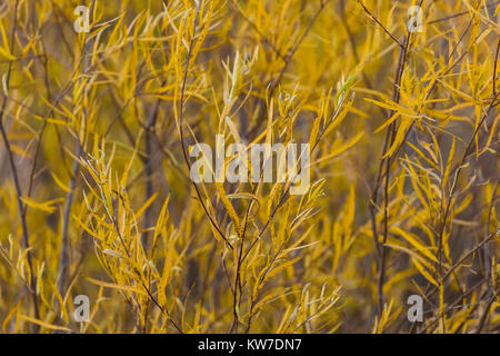 Willow canneto a Rio Bravo campeggio nel Orilla Verde Area ricreativa, nel Rio Grande del Norte Monumento Nazionale, vicino a Pilar e Taos, Nuovo Messico Foto Stock