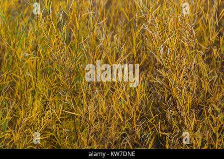 Willow canneto a Rio Bravo campeggio nel Orilla Verde Area ricreativa, nel Rio Grande del Norte Monumento Nazionale, vicino a Pilar e Taos, Nuovo Messico Foto Stock