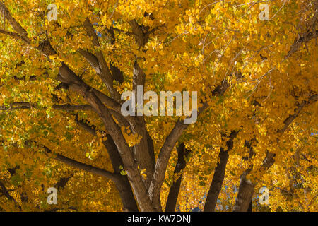 Cottonwoods nel colore di autunno a Rio Bravo campeggio nel Orilla Verde Area ricreativa, nel Rio Grande del Norte Monumento Nazionale, vicino a Pilar e Tao Foto Stock