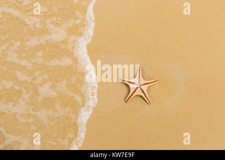 Starfish trovato su Moreton Island National Park, Queensland, Australia Foto Stock