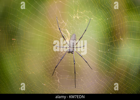 Grande ragno australiano sul suo web Foto Stock
