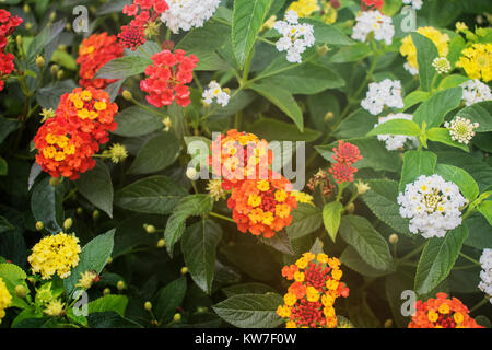 Una miscela di vivaci fiori colorati. Foto Stock