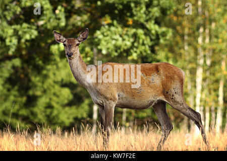 Curioso cervi rossi in una radura ( Cervus elaphus ), animale selvatico dai Carpazi moutains, Romania Foto Stock