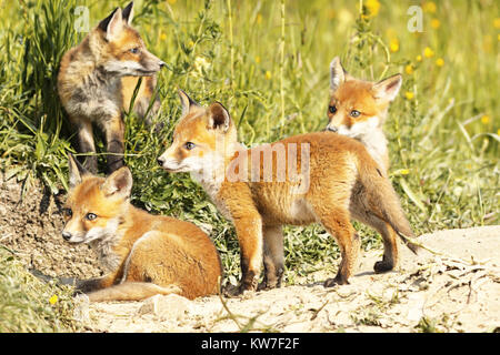 Carino little red fox cubs in ambiente naturale ( Vulpes vulpes ) Foto Stock