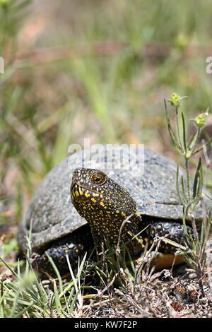 Close up european pond terrapin in habitat naturale ( Emis orbicularis ) Foto Stock