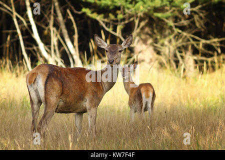 Cervi rossi con vitello in habitat naturale ( Cervus elaphus ) Foto Stock