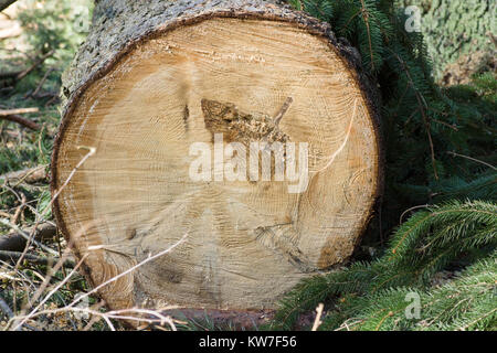 Monconi da abbattuti gli alberi in una foresta di pini Foto Stock