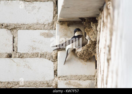 Swallow si siede in un nido sotto il tetto di un edificio a più piani Foto Stock