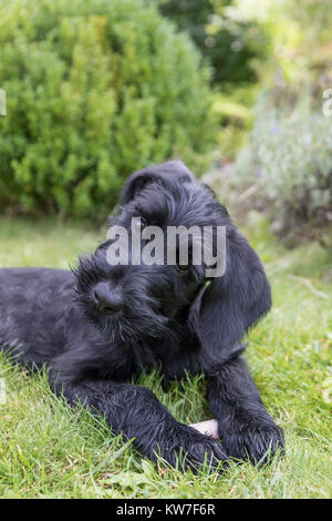 Testa adorabile cucciolo di inclinazione del gigante nero schnauzer cane sdraiato sul prato. Verticalmente. Foto Stock