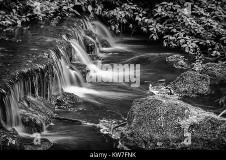 La colomba di fiume che scorre su un piccolo weir nel bosco appartata valle del Beresford Dale nel parco nazionale di Peak District, England, Regno Unito Foto Stock