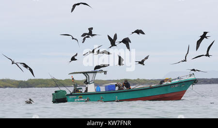 Maschio e femmina immaturi frigatebirds magnifico (Fregata magnificens) e Galápagos brown pellicani (Pelecanus occidentalis urinator) gregge attorno a un Foto Stock