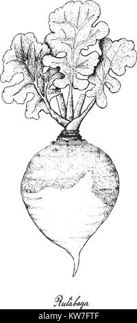 Radici tuberose e verdure, Illustrazione disegnata a mano schizzo di Rutabaga freschi o Brassica Napus impianti isolati su sfondo bianco. Illustrazione Vettoriale