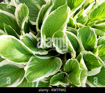 Di spessore e lussureggiante verde delle foglie della pianta di Hosta un giardino preferito Foto Stock