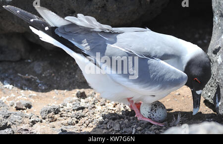 Una rondine-tailed gull (Creagrus furcatus) tende il suo uovo al suo nido sulle scogliere sul mare su Isla Plaza Sur. Come i suoi grandi occhi suggeriamo sia il mondo solo Foto Stock