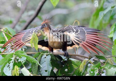 Un hoatzin (Opisthocomus hoazin), stinkbird, Canje fagiano, o maleodoranti turchia mangiare le foglie che costituiscono la parte principale della sua dieta. Yasuni National Foto Stock