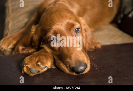 Un giovane di pura razza Setter Irlandese si rilassa in un raro momento di quiete sul lettino Foto Stock