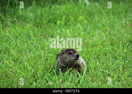 Close up di marmotta camminando nel campo Foto Stock