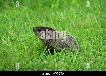 Close up di marmotta camminando nel campo Foto Stock