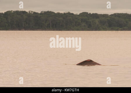 Un raro Delfino rosa superfici nel fiume del Amazon, a differenza della maggior parte dei delfini di questa specie è dolce e trascorre tutta la sua vita nei fiumi. Foto Stock