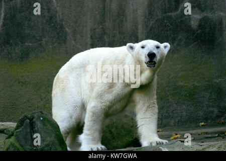 Orso polare in cattività Foto Stock