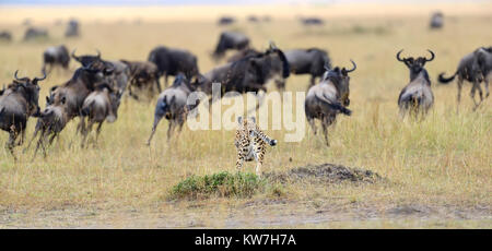 Ghepardo (Acinonyx jubatus) il perseguimento di un GNU, Masai Mara, Kenya Foto Stock