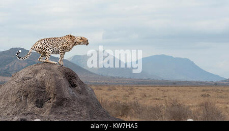 Wild african cheetah, splendido animale mammifero. Africa Kenya Foto Stock