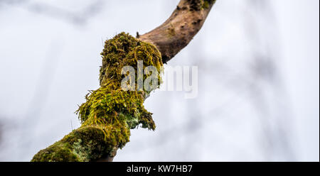 Chiusura del lichen coperto ramo di albero in inverno contro il cielo grigio, East Lothian, Scozia, Regno Unito Foto Stock