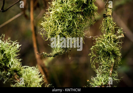 Close up di Usnea folte licheni crescono su rami di alberi in inverno, East Lothian, Scozia, Regno Unito Foto Stock