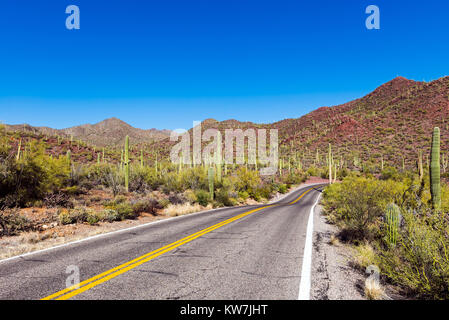 Cactus Saguaro (Carnegiea gigantea) nel Parco nazionale del Saguaro, Arizona, Stati Uniti d'America Foto Stock