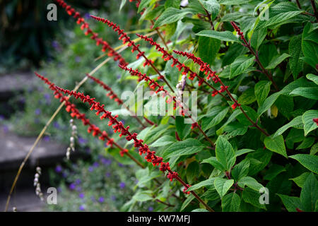 Salvia conferziflora,salvia,salvia,salvia,salvia,rosso,fiore,spike,guglie,giardino,giardini,RM Floral Foto Stock