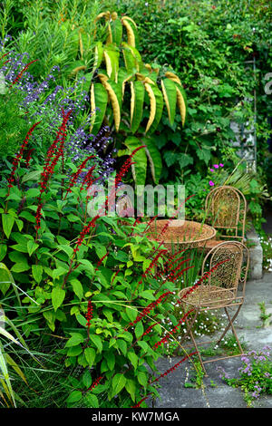 Salvia conferziflora,salvia phyllis fantasia,salvia,salvia,salvia,salvia,rosso,viola e bianco,fiore,spike,spike,guglie,giardino,giardini,RM Floral, Foto Stock