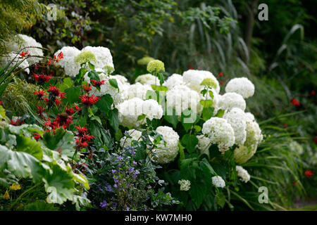 Hydrangea arborescens annabelle,monarda,rosso,bianco,fiore,fiori,fioritura,combinazione,giardino,giardino,RM Floral Foto Stock