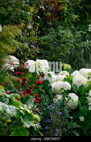 Hydrangea arborescens annabelle,monarda,rosso,bianco,fiore,fiori,fioritura,combinazione,giardino,giardino,RM Floral Foto Stock