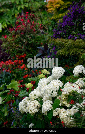 Hydrangea arborescens annabelle,monarda,rosso,bianco,fiore,fiori,fioritura,combinazione,giardino,giardino,RM Floral Foto Stock