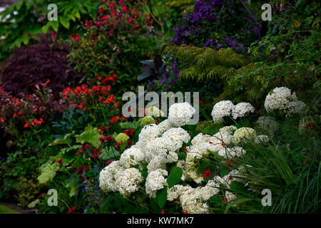 Hydrangea arborescens annabelle,monarda,rosso,bianco,fiore,fiori,fioritura,combinazione,giardino,giardino,RM Floral Foto Stock