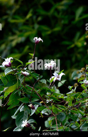 La clematide texensis princess kate,zoprika,bianco,viola,prugna,colore,fiore,fiori,fioritura,scalatore, scalata, impianto, RM floral Foto Stock