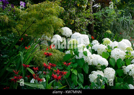 Hydrangea arborescens annabelle,monarda,rosso,bianco,fiore,fiori,fioritura,combinazione,giardino,giardino,RM Floral Foto Stock