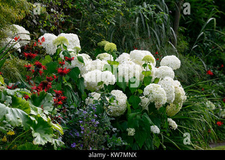 Hydrangea arborescens annabelle,monarda,rosso,bianco,fiore,fiori,fioritura,combinazione,giardino,giardino,RM Floral Foto Stock