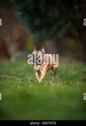 Adoreable nove mesi di razza bulldog francese presso il Park, scatti con lente rare con estrema profondità di campo Foto Stock