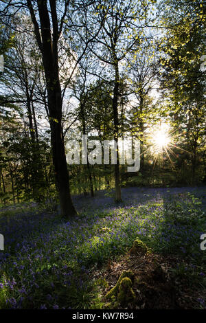 Vicino a Milton Abbas e Delcombe legno in Dorset rurale Foto Stock