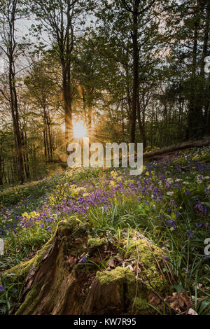 Vicino a Milton Abbas e Delcombe legno in Dorset rurale Foto Stock