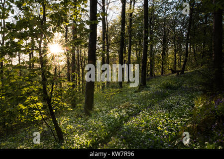 Vicino a Milton Abbas e Delcombe legno in Dorset rurale Foto Stock