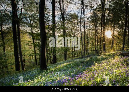 Vicino a Milton Abbas e Delcombe legno in Dorset rurale Foto Stock